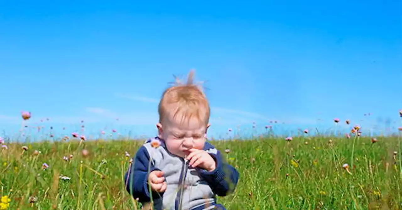 Pourquoi le pollen nous fait-il éternuer ?