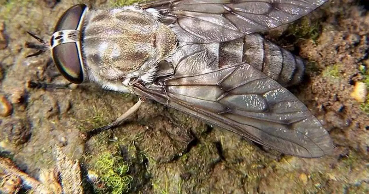 Warning over 'Dracula' horseflies that can 'tear flesh apart' through clothes