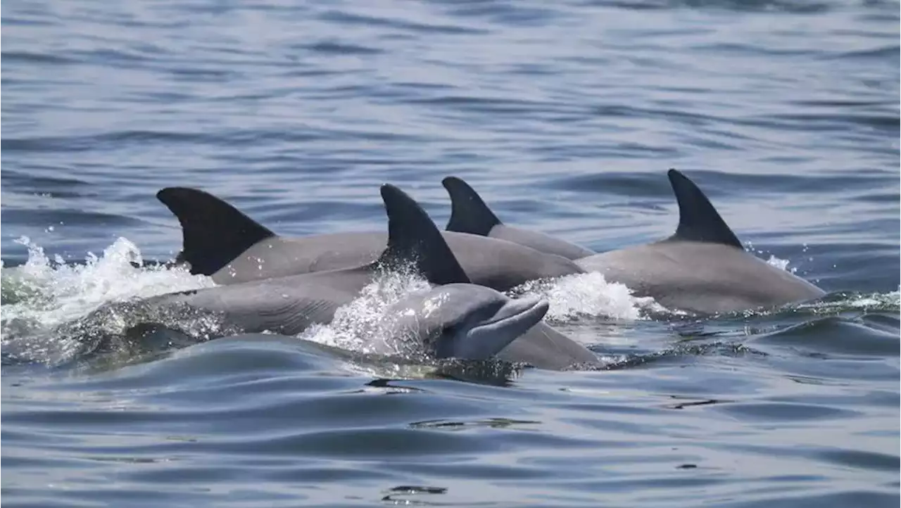 Rusia está entrenando delfines de combate en Crimea