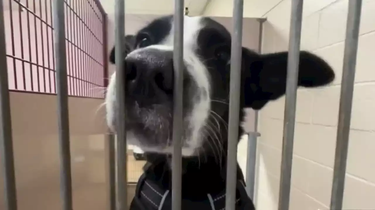 Animal shelters across the Bay Area struggling with overcrowding