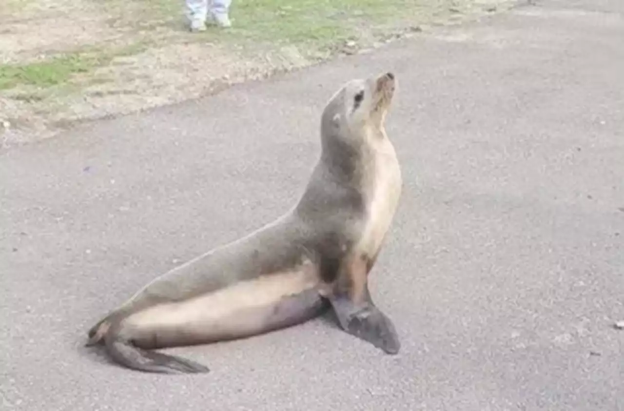 Toxic algae may have killed Freeway the Sea Lion: SeaWorld