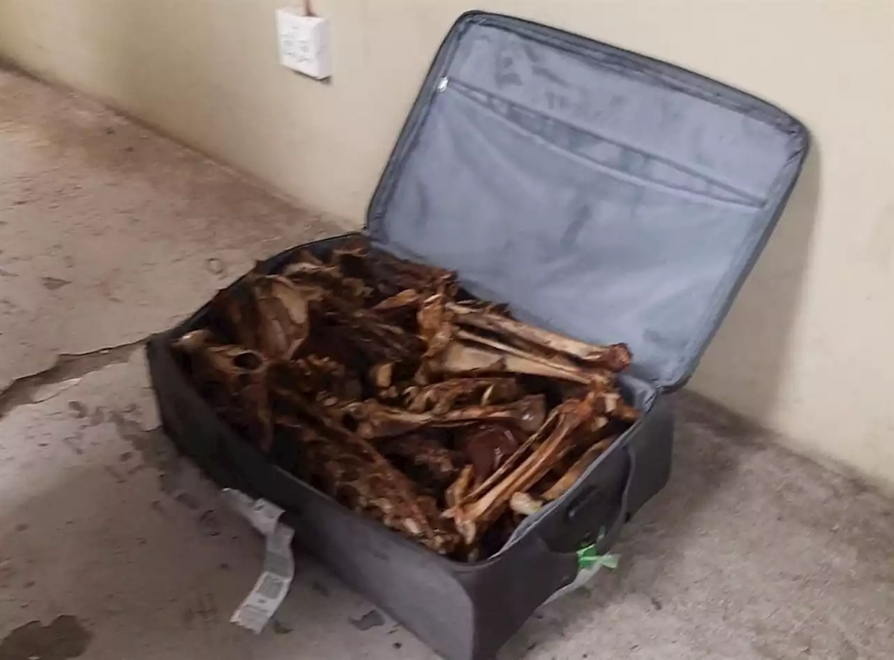 Fur crying out loud: Man en route to Vietnam with lion bones in luggage arrested at OR Tambo airport | News24