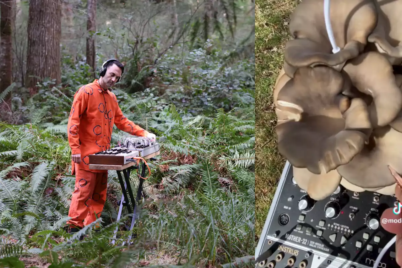 Meet the Vancouver musician turning mushrooms into music