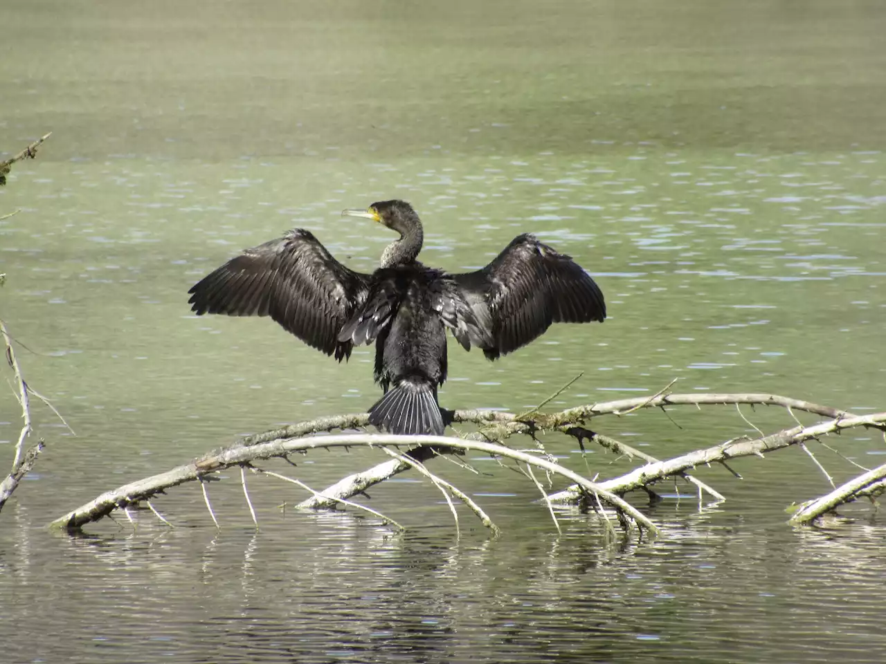 Wegen Fangverbot: Kormoran soll reduziert werden - Schweizer Bauer