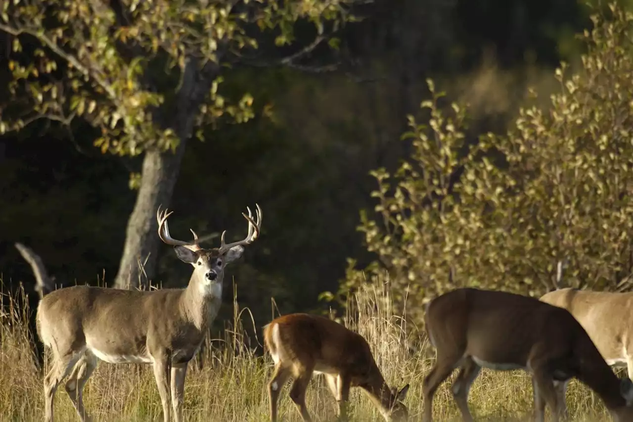 Hunter fined $10K for aiming rifle at deer from truck window