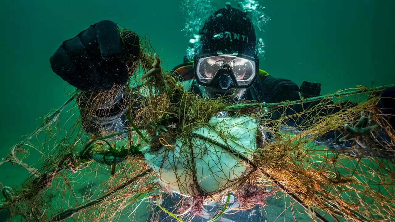 Geisternetze in der Ostsee: Wie Naturschützer die Todesfallen bergen (stern+)