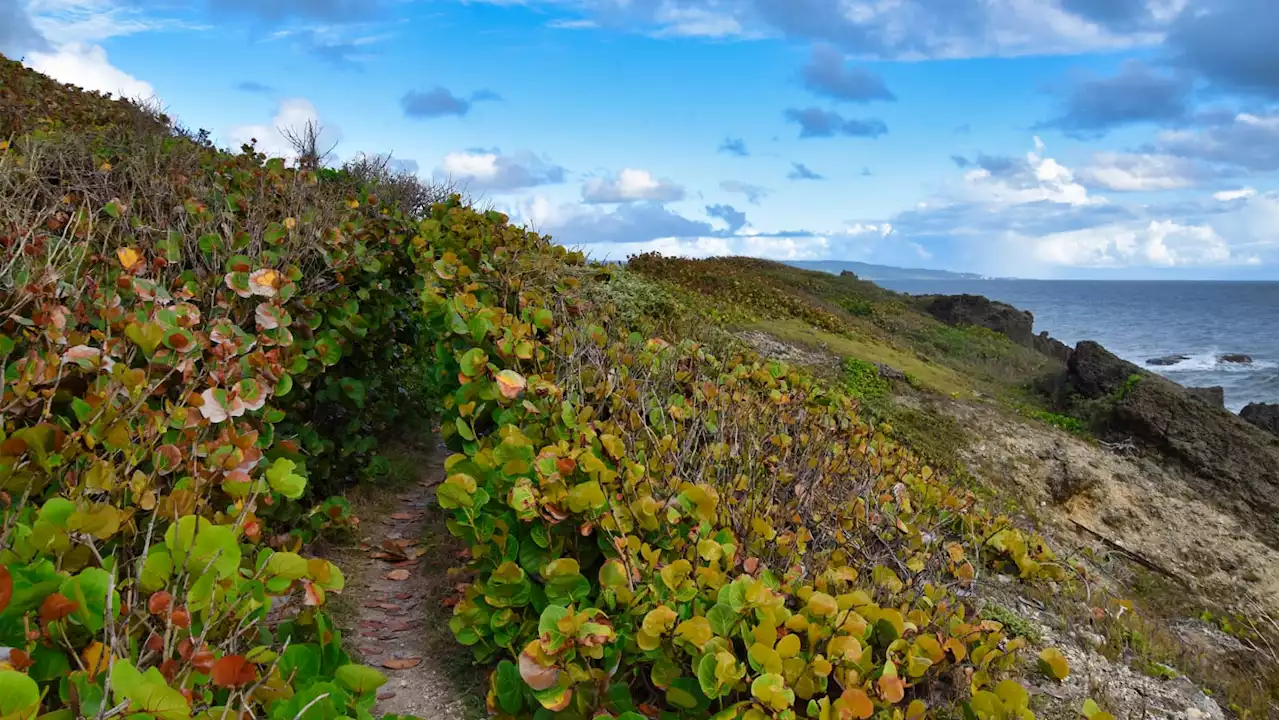 Can an Island Paradise Get Tourists to Care About Going Green?