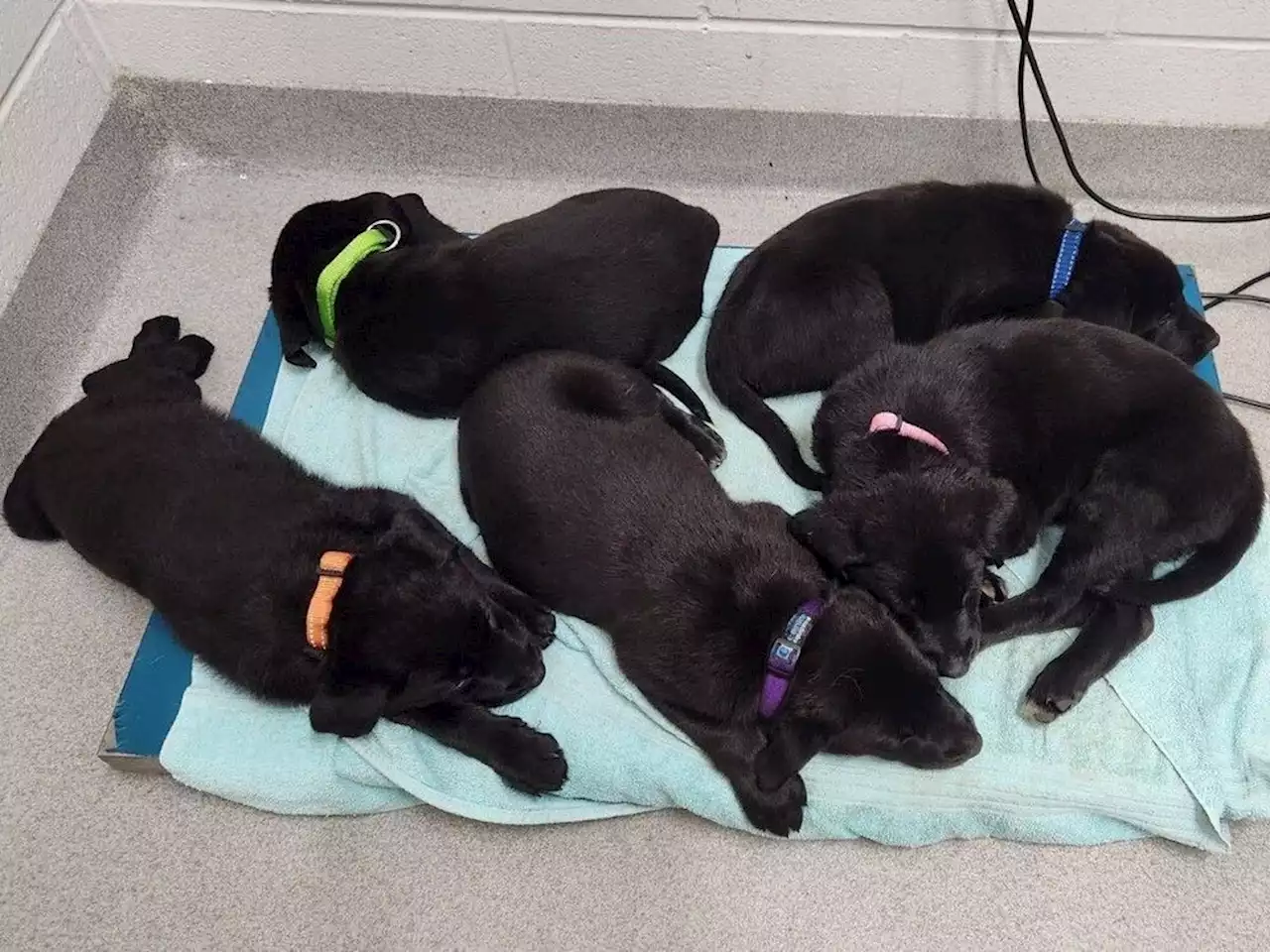 More than two dozen puppies, now needing a home, left in bin on SPCA doorstep