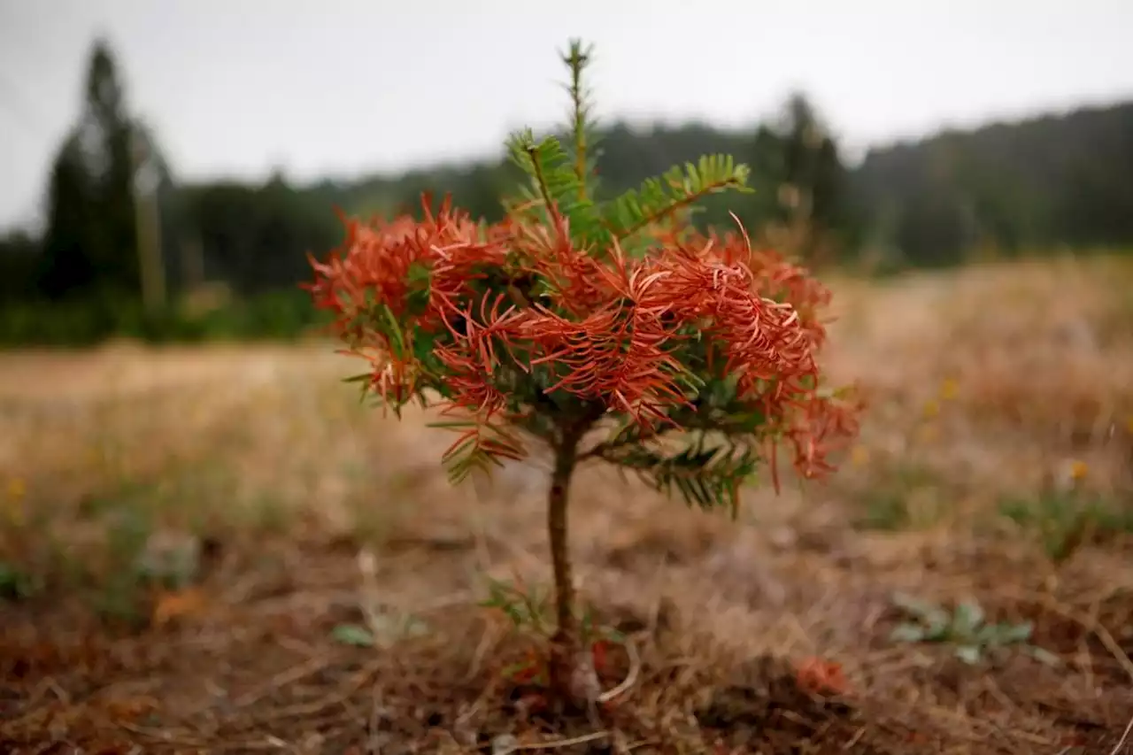 B.C. warns of summer drought, asks people to conserve water