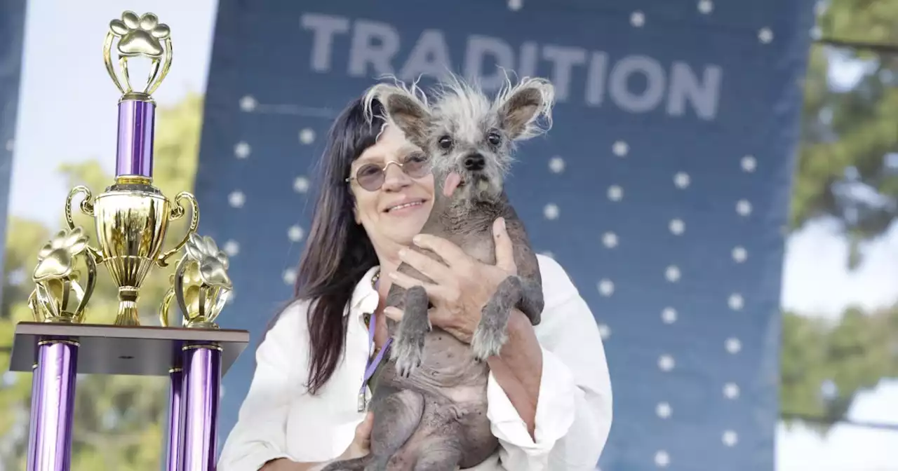 The ‘World’s Ugliest Dog’ contest has a new winner — meet Scooter