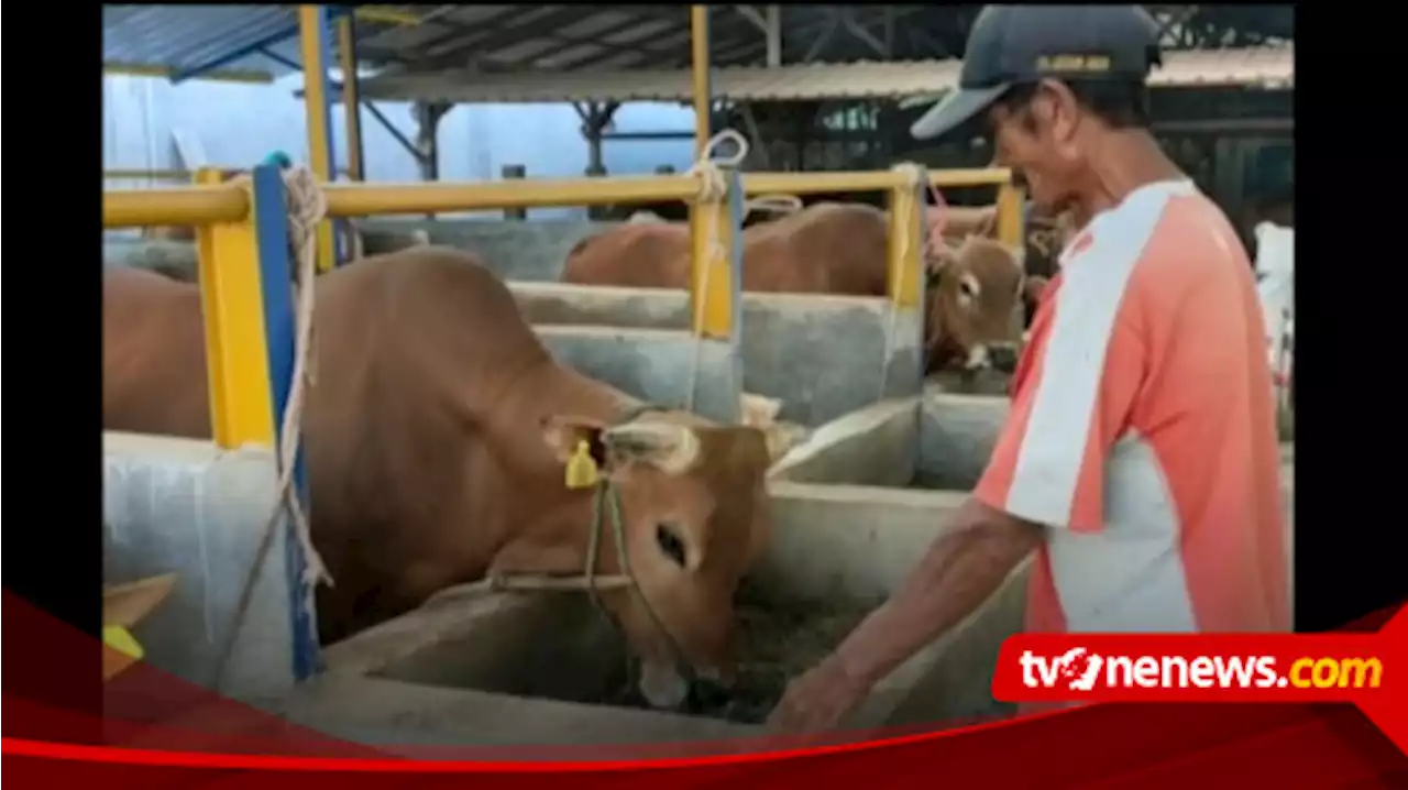 Jelang Idul Adha Pedagang Sapi dari Berbagai Provinsi Serbu Pulau Madura, Ternyata Gara-gara Ini