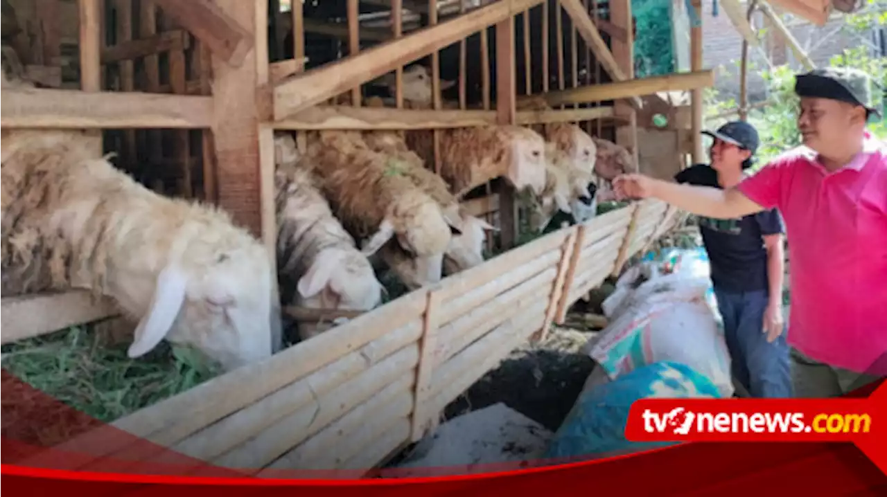 Pedagang Hewan Kurban di Jember Kewalahan Penuhi Permintaan Konsumen