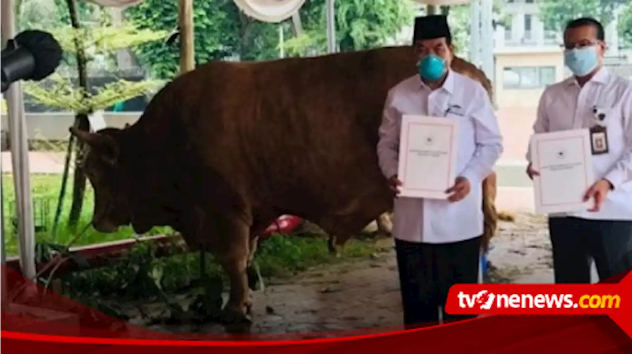 Presiden Jokowi Berikan Sapi Kurban ke Tiap Provinsi pada Iduladha 1444 H, Jenisnya Limosin hingga Simental