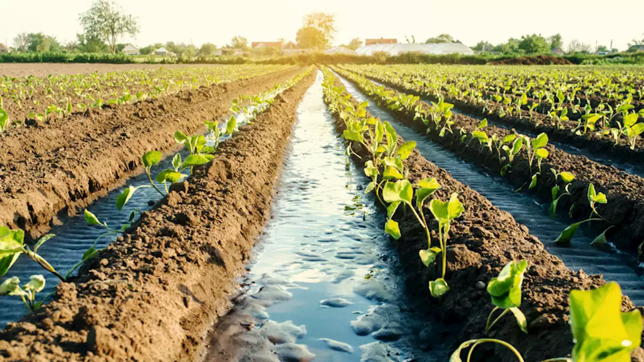 Investigadores detectan contaminación del suelo y agua en el Valle del Mezquital - Gaceta UNAM