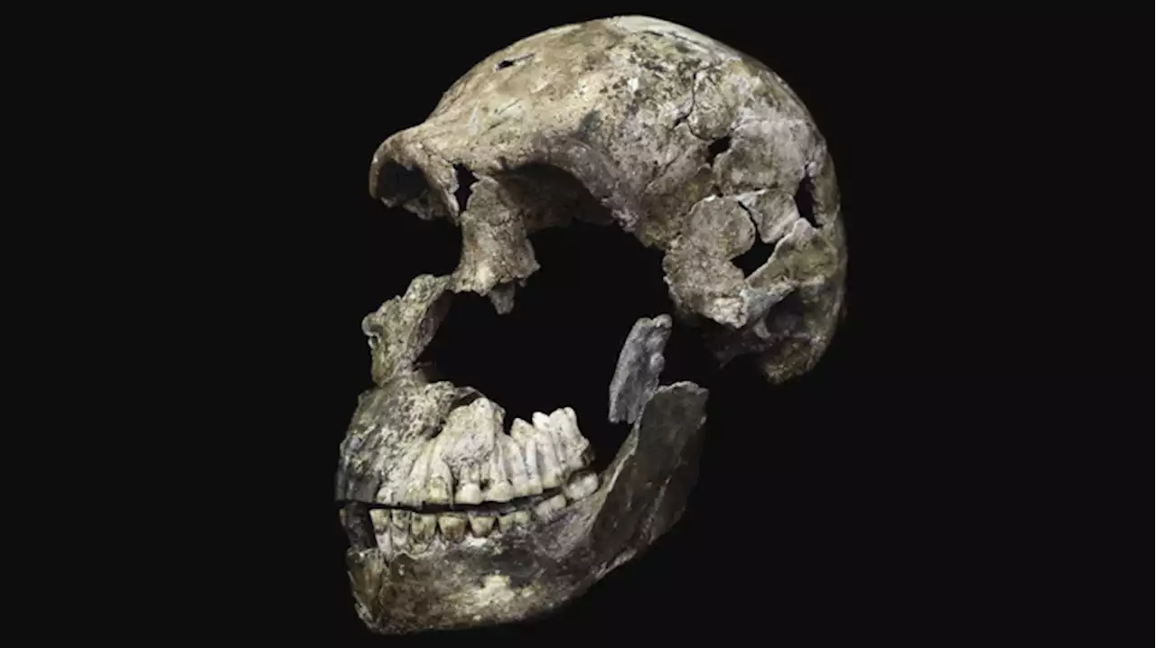 Hominídeo misterioso fazia enterros e isso pode mudar o que sabemos de nós