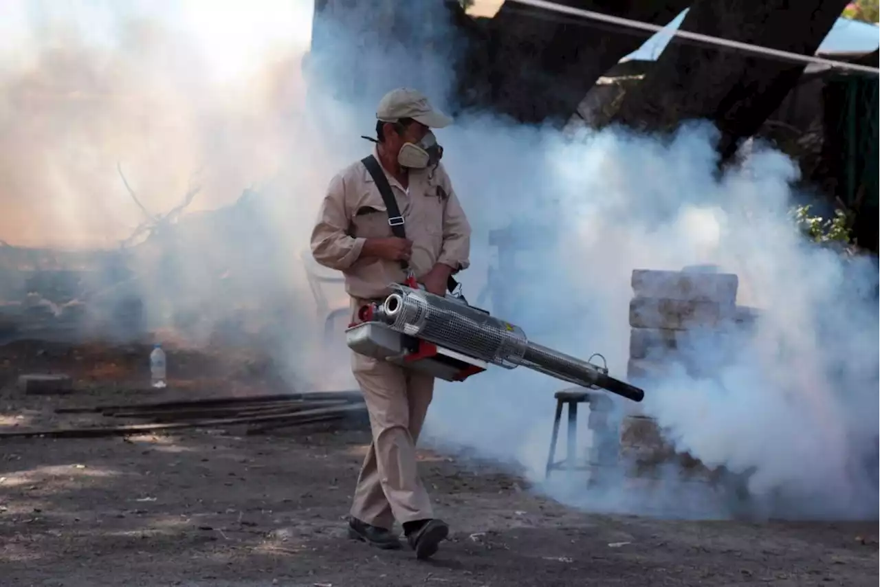 Dispara ola de calor presencia de plagas en Saltillo; se duplica demanda de fumigaciones