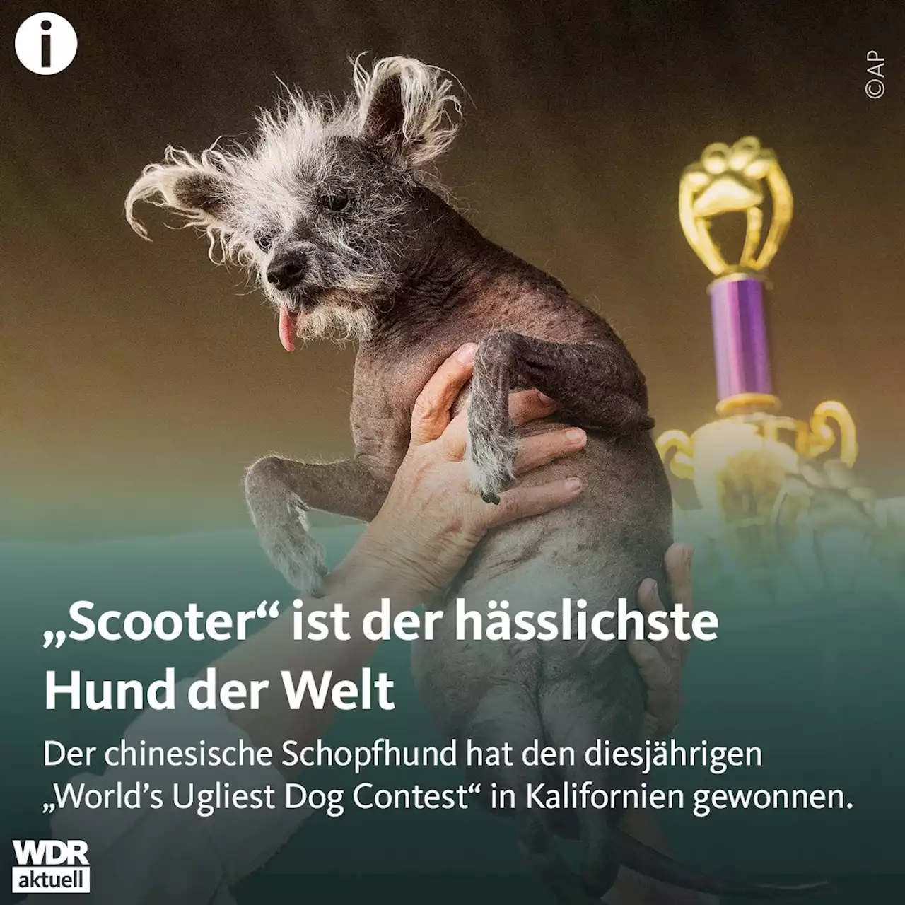 Fotos: Der hässlichste Hund der Welt heißt Scooter