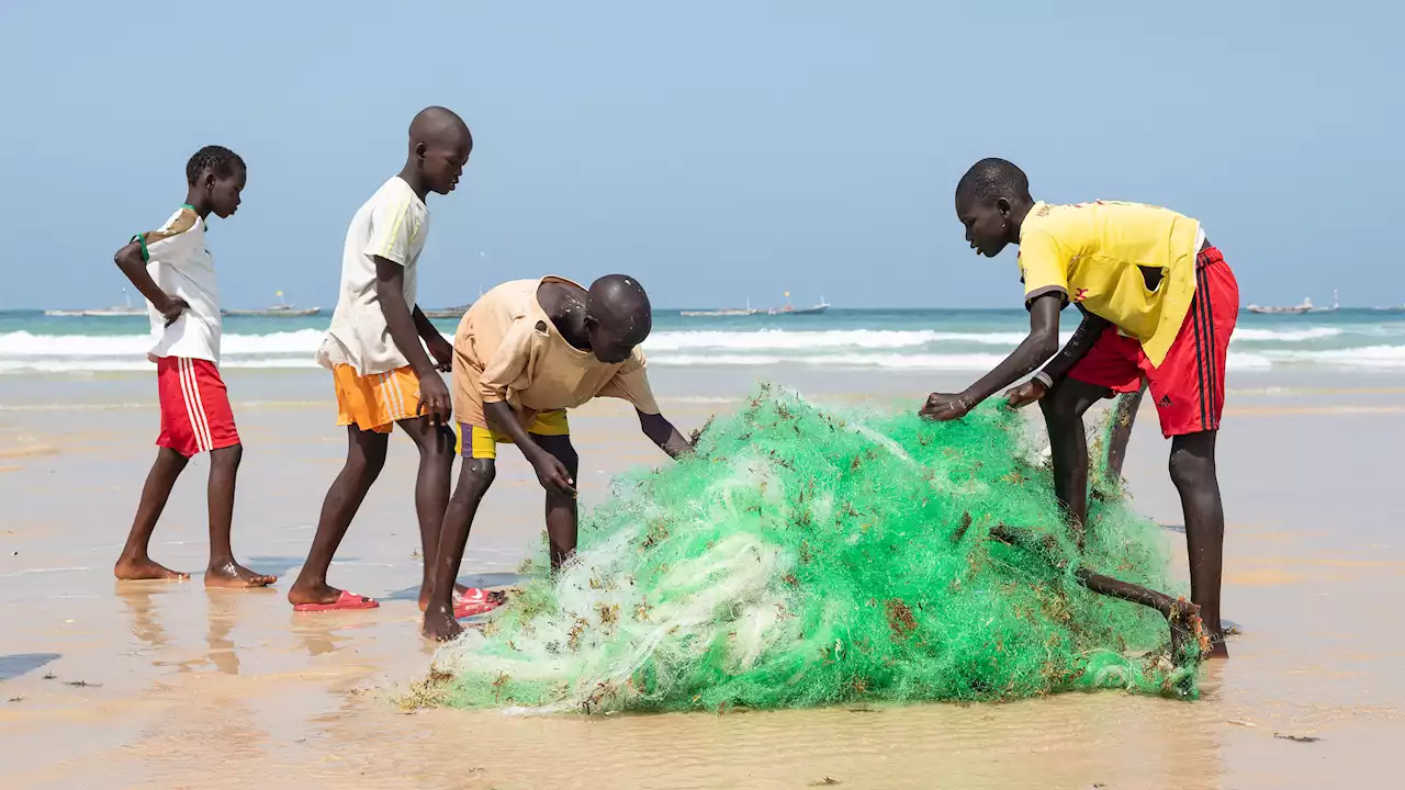 Fischmehl aus dem Senegal: Hungrig auf Sardinellen