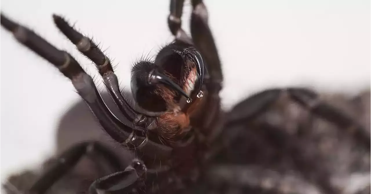 What venom of Australia's most dangerous spider does to body - and what