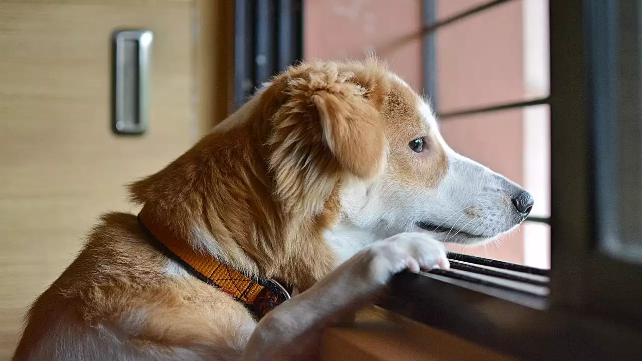 Un perro emociona a las redes pasando todos los días junto a la tumba de su dueño