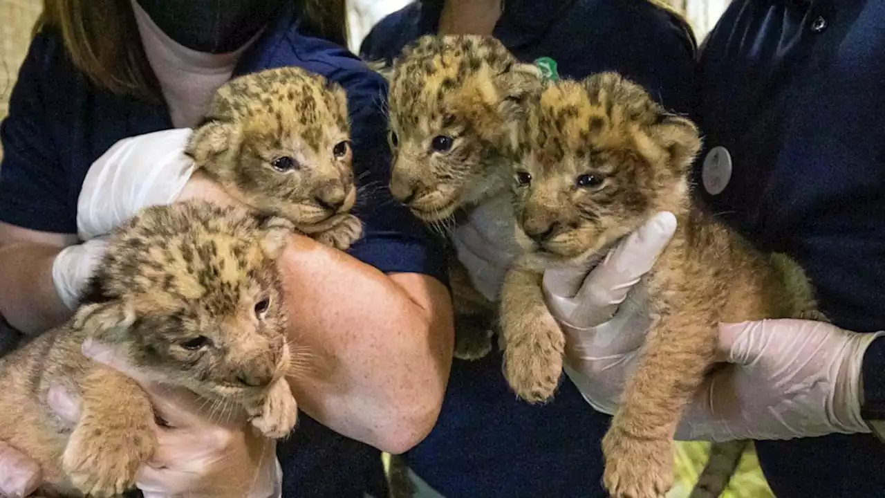 African lion pride swells with birth of 4 cubs at Buffalo Zoo