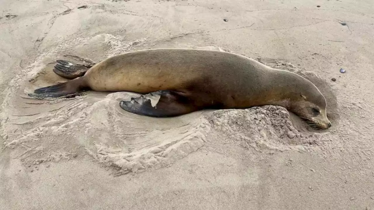 Toxic algae suspected in deaths of sea lions and dolphins on Southern California coast