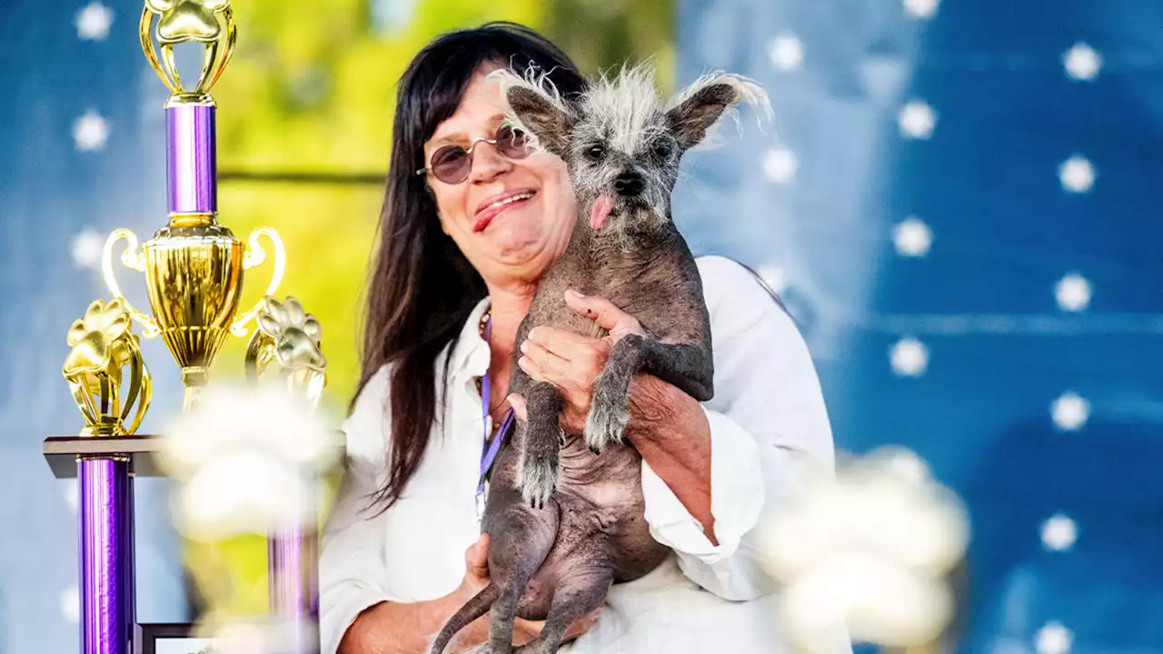 Meet Scooter, the Chinese crested canine: 'World's Ugliest Dog' crowned in Petaluma