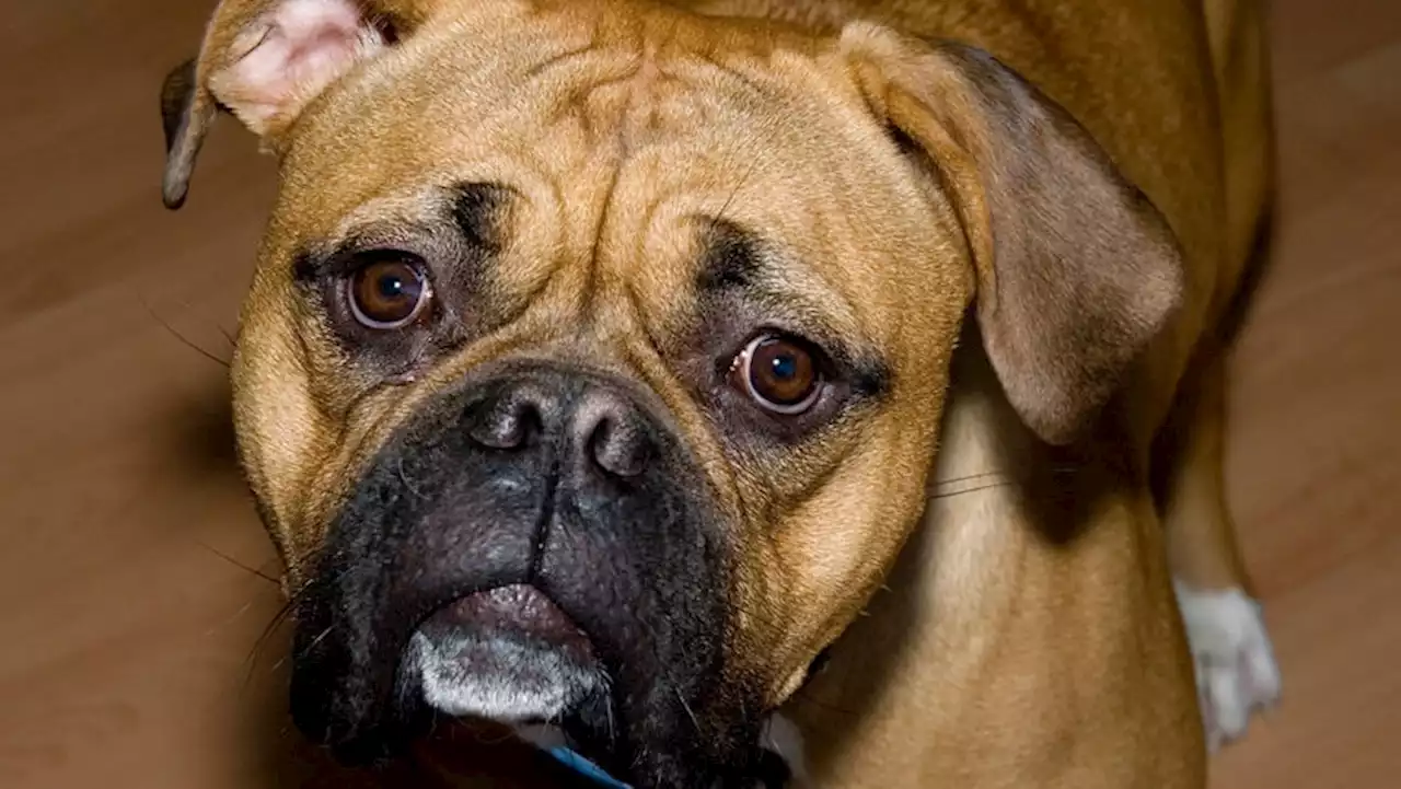 Queenslanders asked for their views as state cracks down on dangerous dog owners