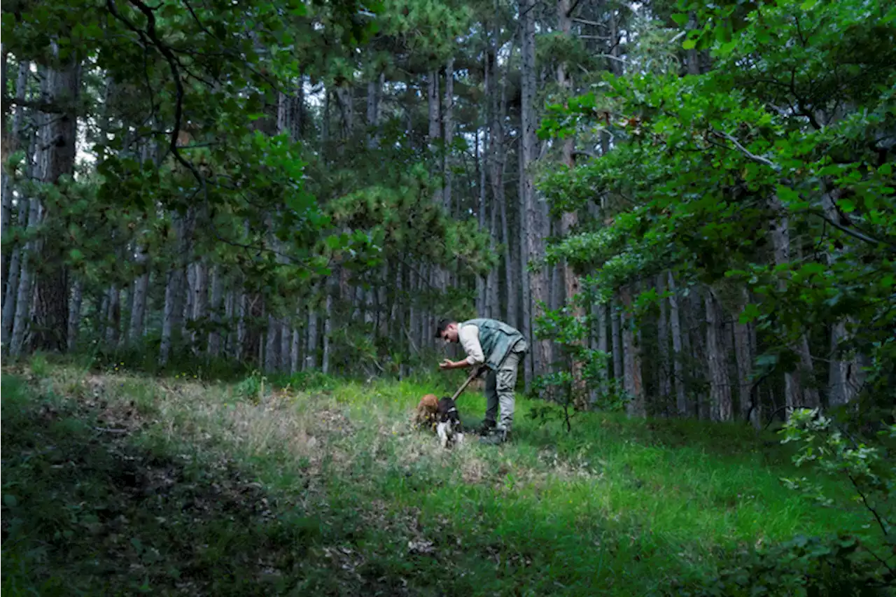 Un tartufo di oltre un chilo scovato dal cane Pepe in Altotevere - Terra & Gusto