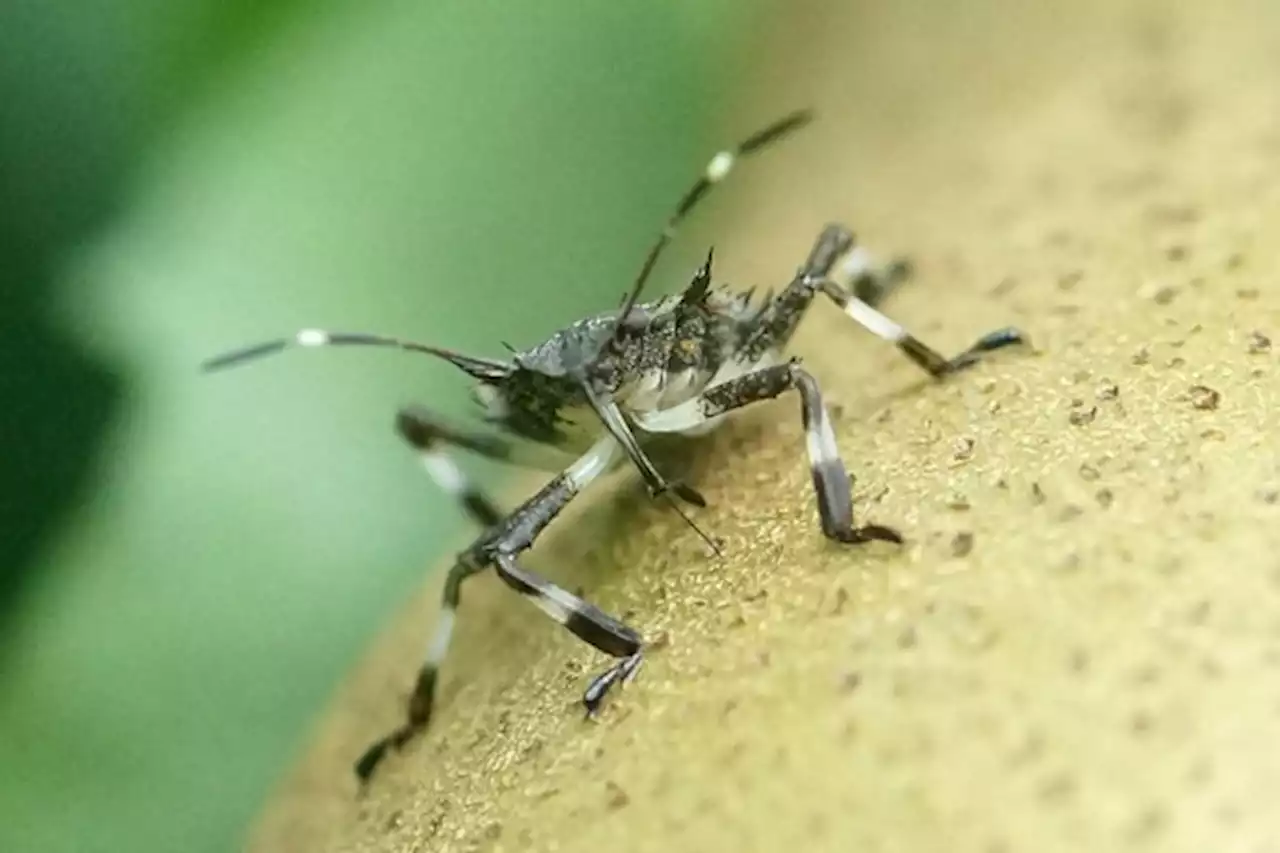 Forscher erwarten starken Anstieg von invasiven Insektenarten - bauernzeitung.ch