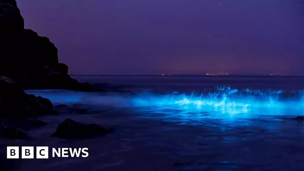 Bioluminescent plankton: 'It's the northern lights of the ocean'