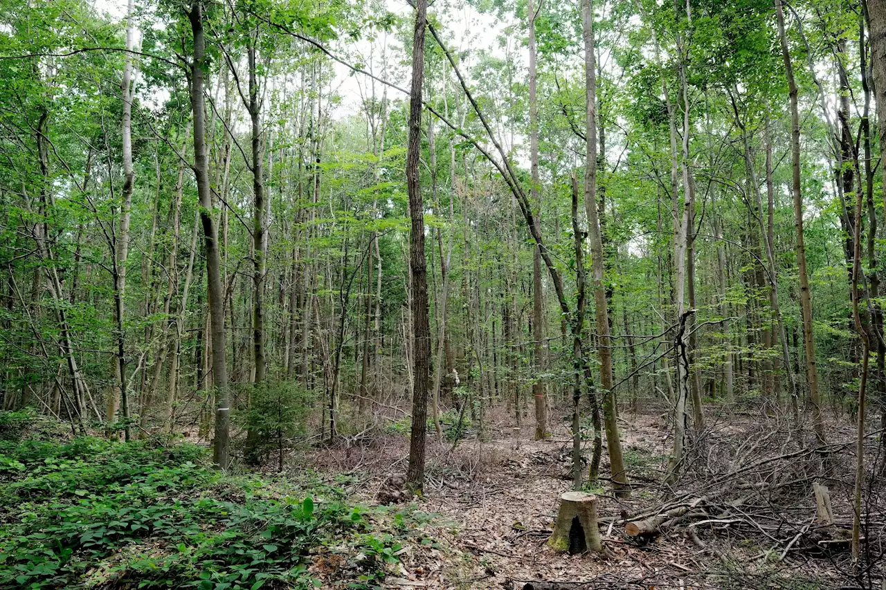 'Waldpakt' unterzeichnet: Schulterschluss mit Waldbesitzern