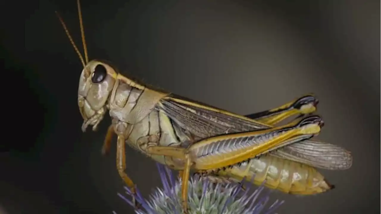 Grasshoppers threaten to devour Alberta crops following extreme heat | CBC News