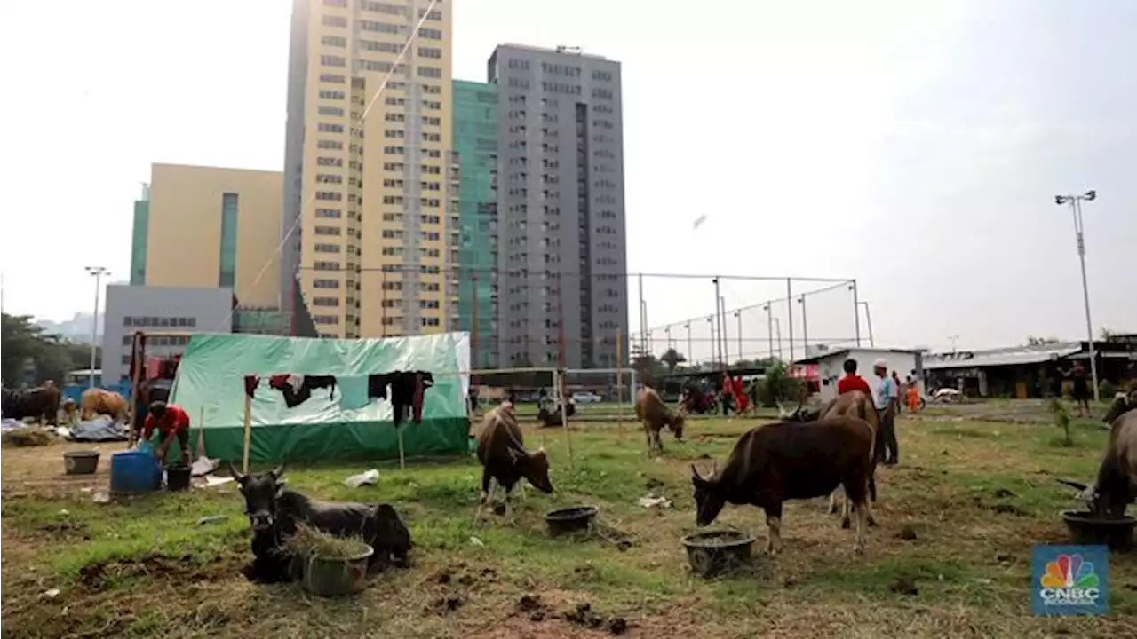 Jangan Asal Beli Hewan Kurban, Ini Syarat Dalam Syariat Islam