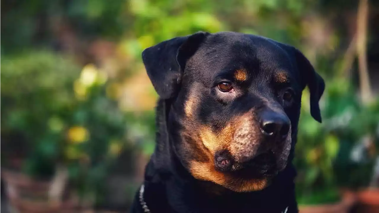 Lame entre les deux yeux, coussinets brûlés... Un chien retrouvé mutilé dans l'Eure