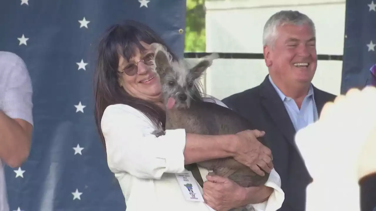 Cão de crista chinês vence concurso nos EUA como “mais feio do mundo“