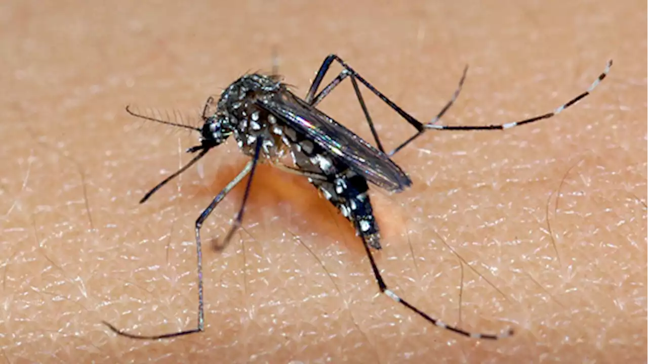 Cientistas explicam como prevenir picadas de mosquito