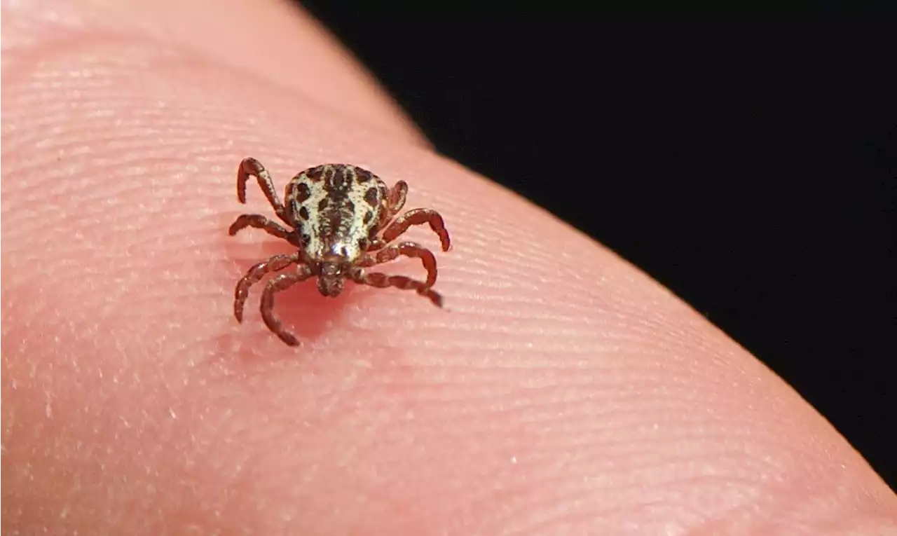 Minas Gerais confirma mais dois casos de febre maculosa