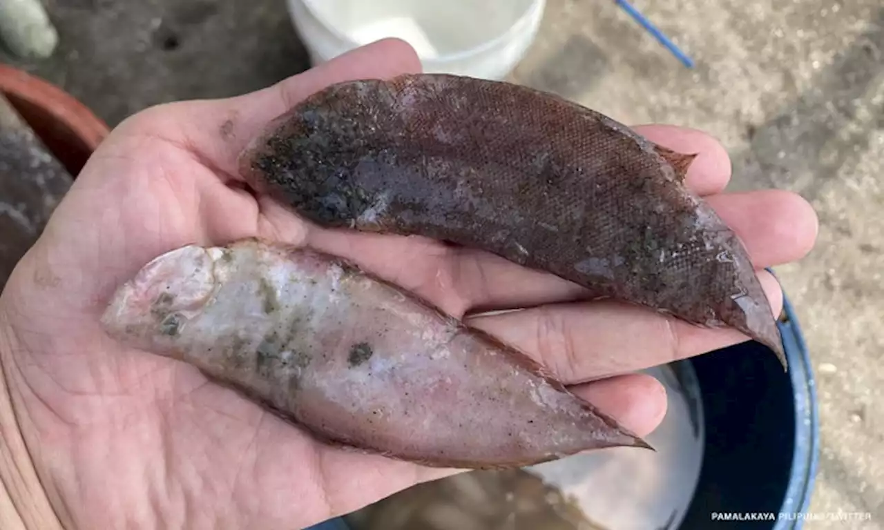 EXPLAINER: How dredging and surfacing of flatfish in Manila Bay may affect fisherfolk