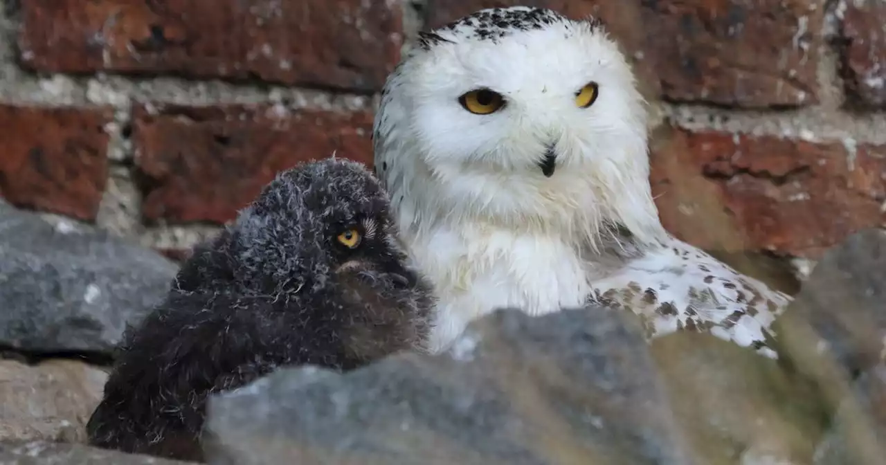 Scots owl spotted splashing in bath to cool down her babies as temperatures soar