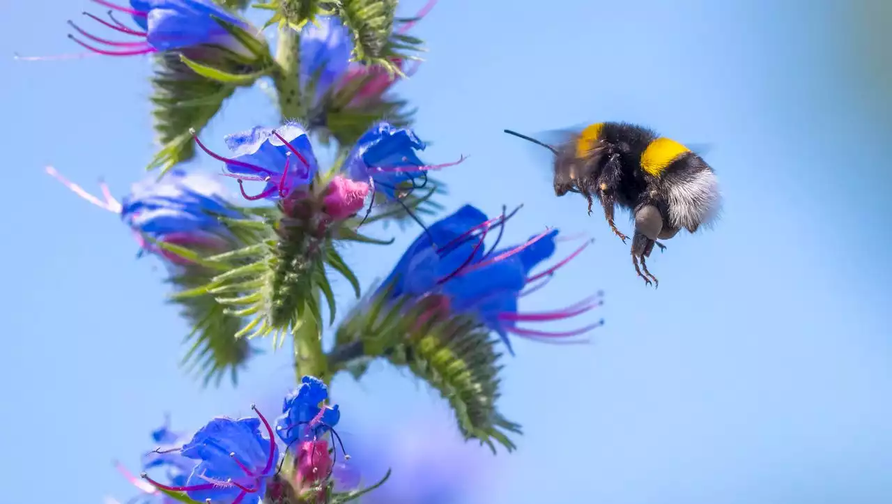 (S+) Hummeln im Garten: Fürchtet euch nicht! – Gartenkolumne