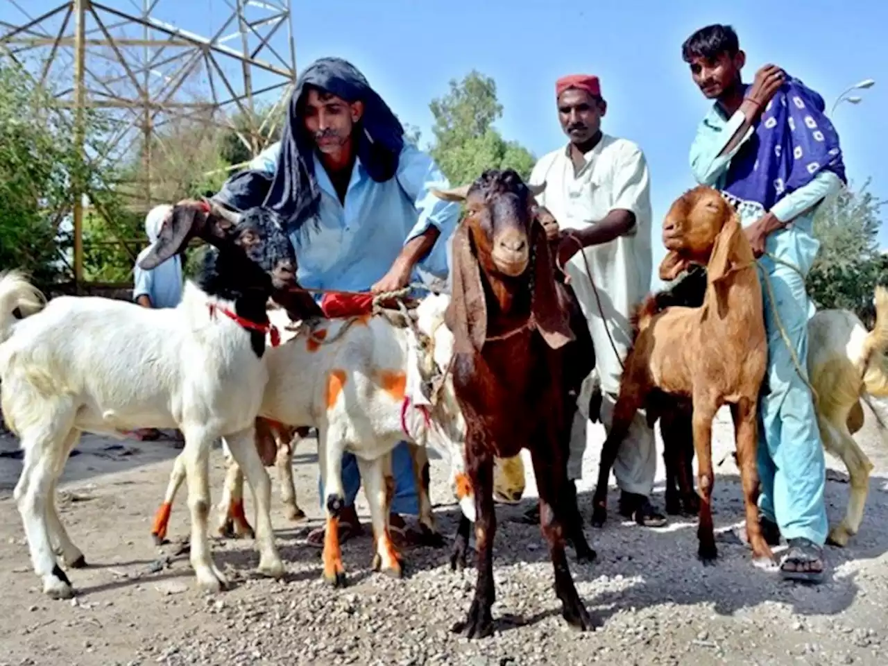 بڑھتی مہنگائی؛ شہریوں میں اجتماعی قربانی کا رجحان بڑھ گیا - ایکسپریس اردو