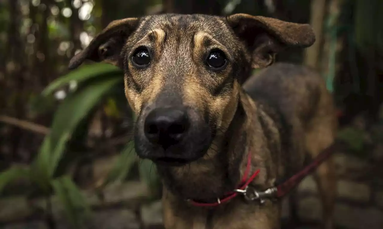 Em três dias, dois cachorros aparecem mortos no mesmo local em Cabo Frio