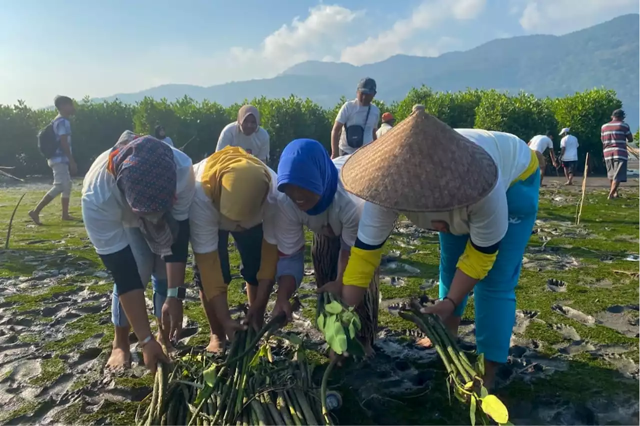 Nelayan Ganjar Tanam Pohon Mangrove di Pantai Pancer Puger Jember