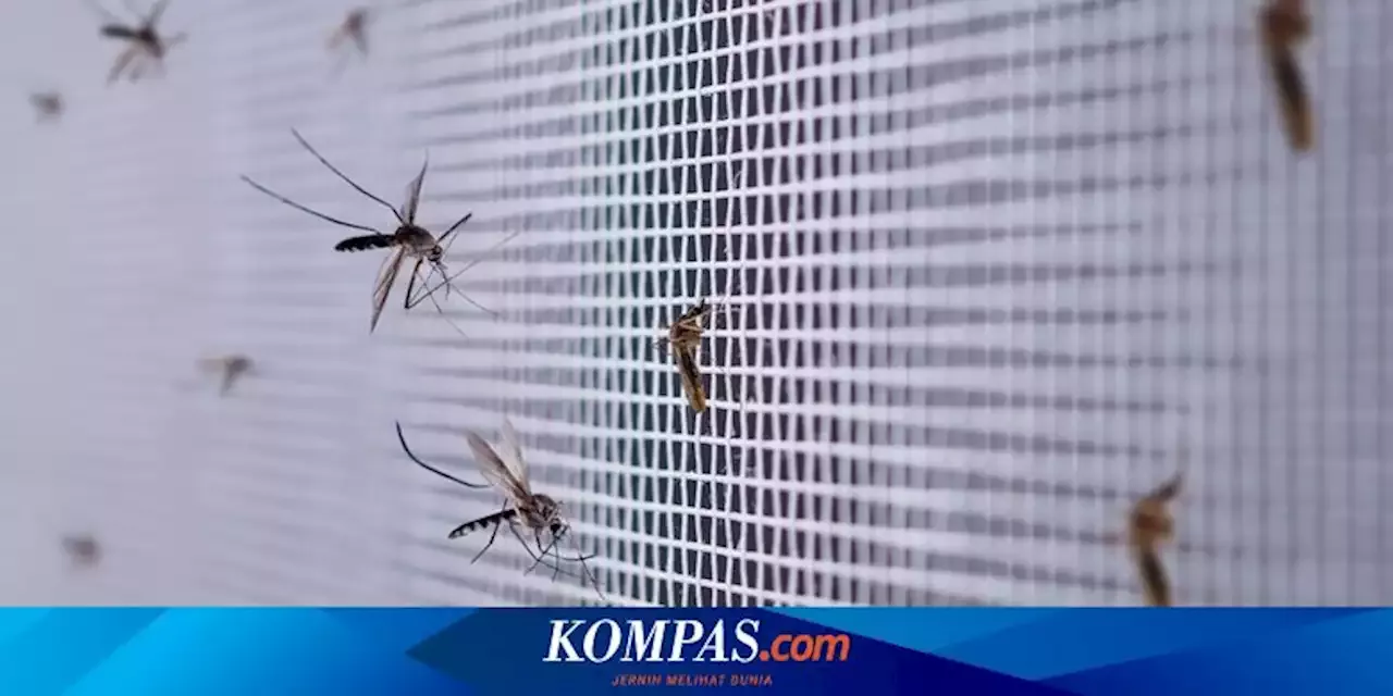 5 Effective Ways to Make Your Home Mosquito-Free and Prevent Chikungunya