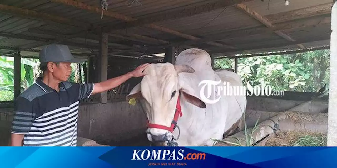 Sempat Batal, Jokowi Putuskan Jadi Beli Sapi Milik Sukasno