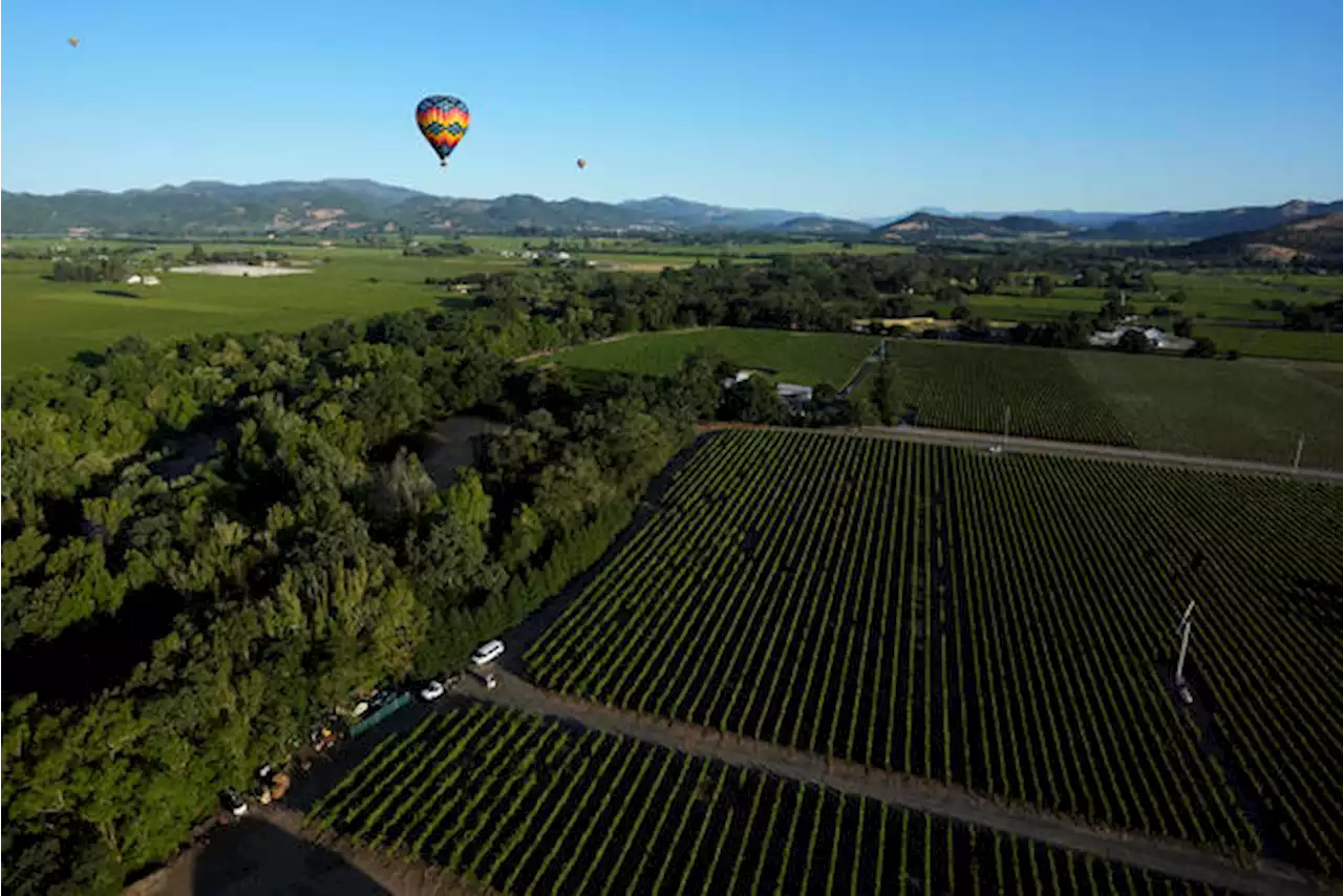 Photos: Napa Valley wine grapes thrive after record rainfall, but cool weather may delay harvest