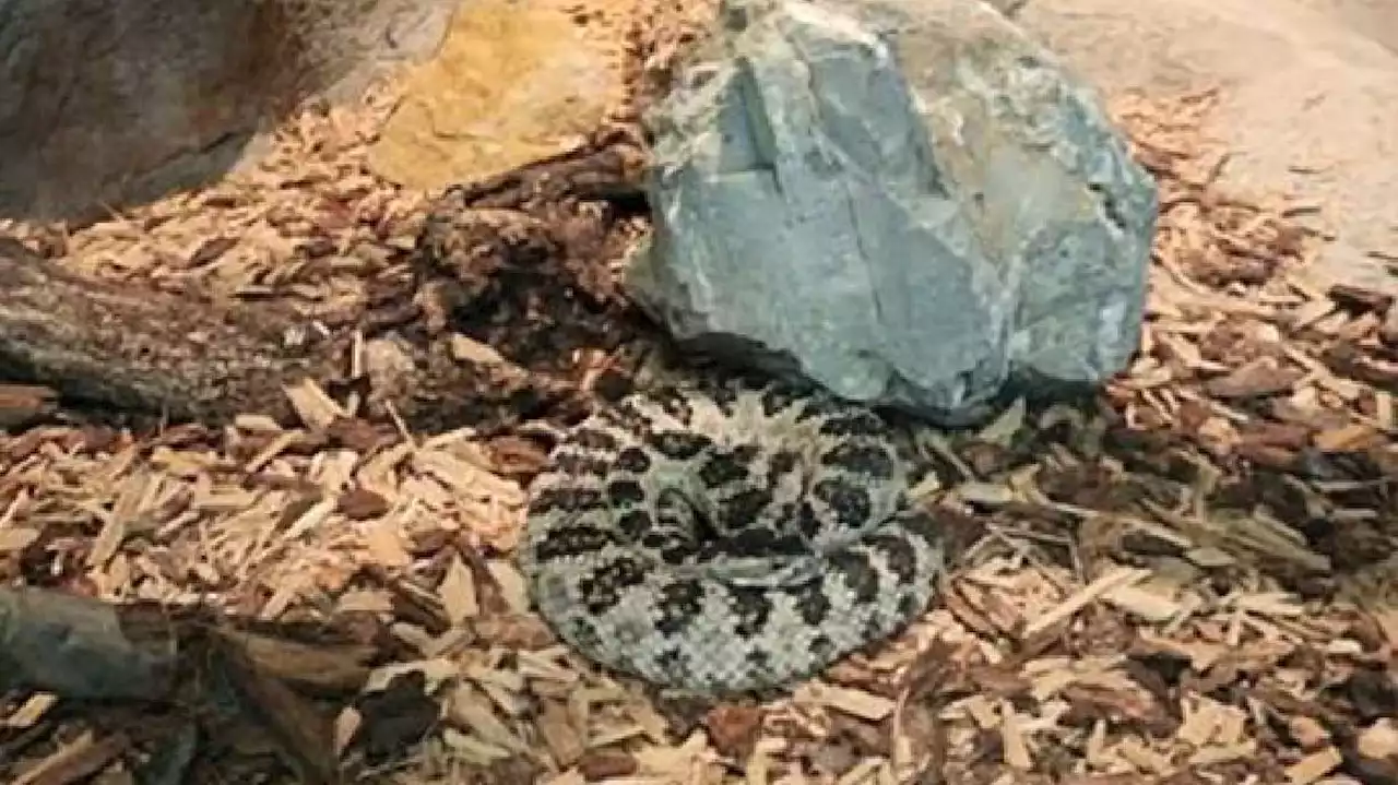 Hogle Zoo employs variety of safety protocols to keep venomous reptiles, spiders