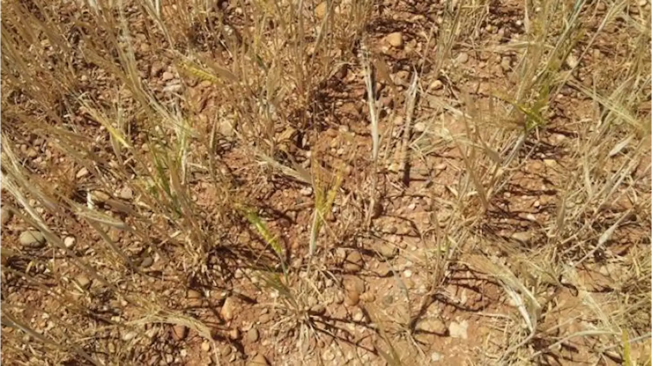 La llegada del calor remata al cultivo de cereal mallorquín: 'Ha llovido cuando no tocaba y no cuando hacía falta'