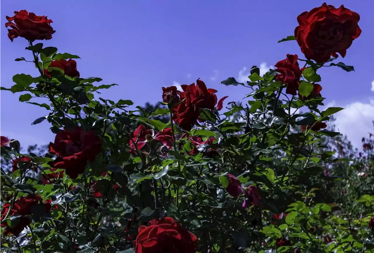 Senior Moments: When the sun comes out, I run for the roses